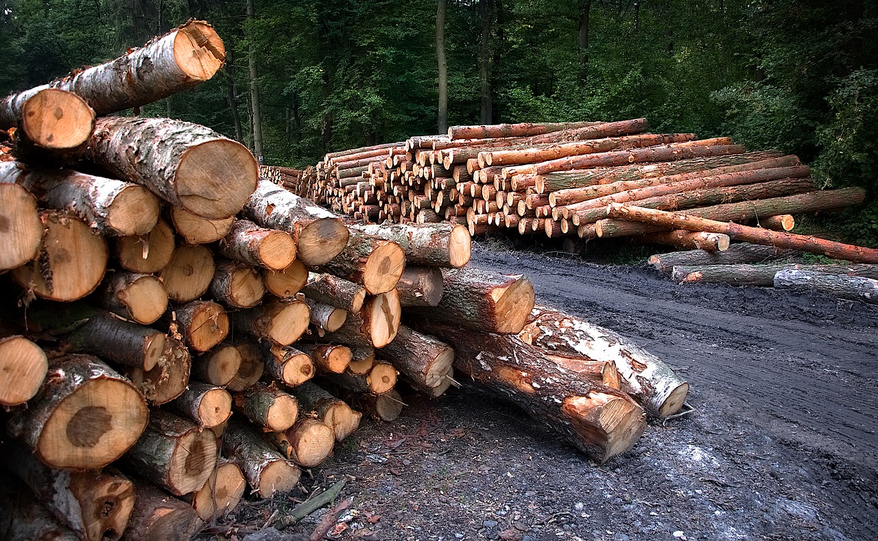 林業の再生は一筋縄ではいかない